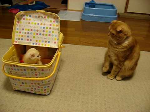 未知との遭遇 猫編 Ｃlose Ｅncounter with Small Kitten