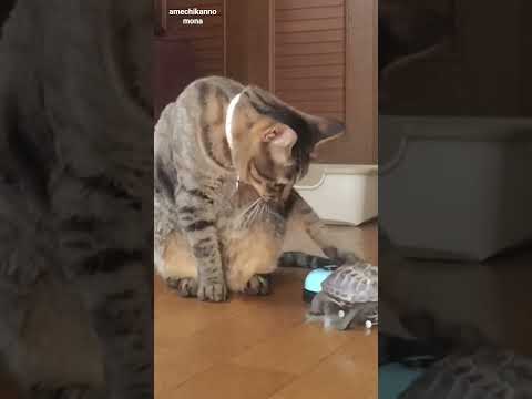 「ベル鳴らして」とおねだりする亀【