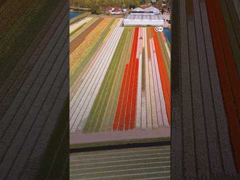 Why decapitate billions of tulips? | DW News