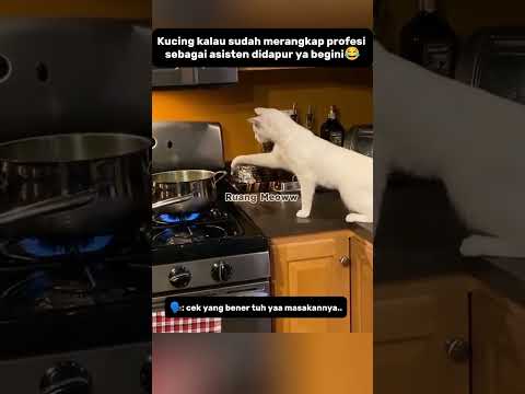 KUCING MODE ASISTEN DIDAPUR 😂#shorts #kucing #funnycats #catlovers