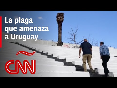 Uruguay teme por una plaga que amenaza con arrasar un símbolo de su fútbol