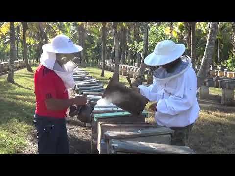 Destaca por su labor Centro de cría de abeja reina El Cocal de Cienfuegos