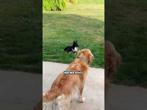 My Dog’s Gentle Approach to a Terrified Rescue