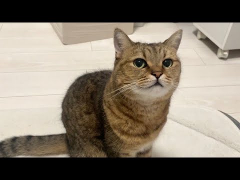 どこに行ってもちょこちょことついてくるネッコが可愛すぎて…