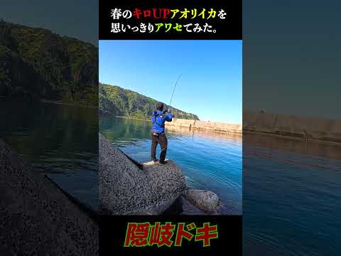 【エギング】春イカのアタリに思いっきり合わせます。#アオリイカ#エギング#親イカ