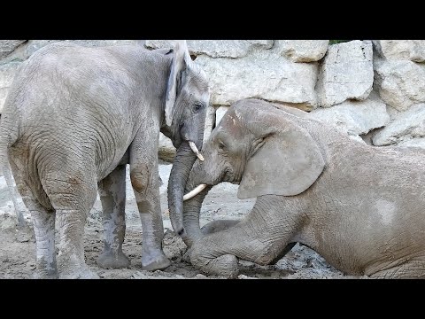 Elefanten Spaß mit Iqhwa und Mongu 🐘  29-10-2025 🗓️ Kapitel 193/3