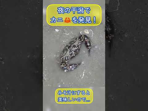 干潟で美味しいカニ🦀を発見!😳【イシガニ】