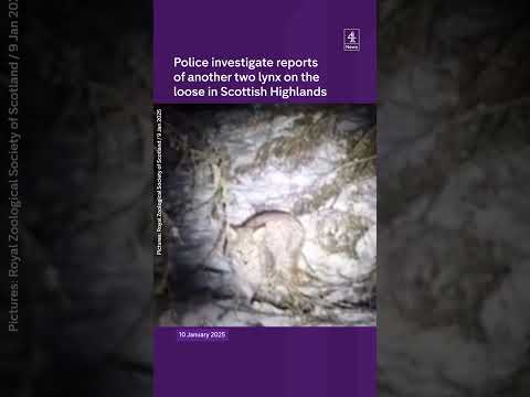 Lynx on the loose in Scotland