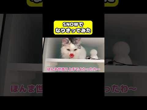 猫の動画サムネイル - SNOWでなりきってみた#猫 #おもしろ #アテレコ #ニャンチューバーつくし