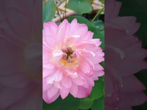 🙏🕉️From the mud adversity #grows the #lotus of #joy💞📈