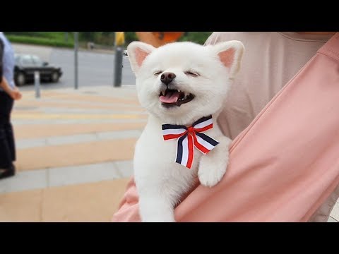 포메 곰돌이컷 하고 예쁘다는 말 듣자 좋아죽는 강아지
