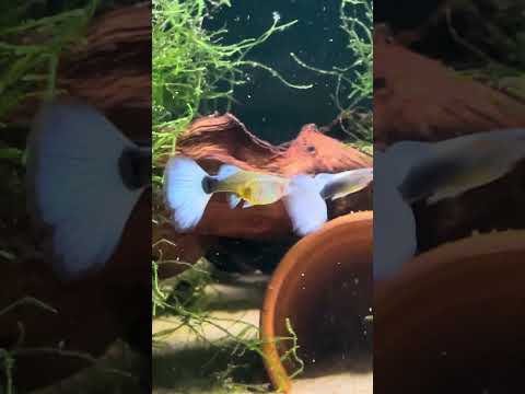 New Guppies #aquarium #guppies #barebottombranton