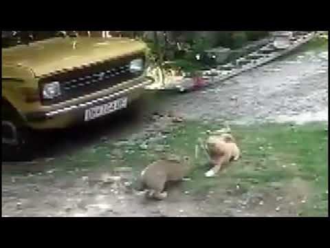 Док.  Ривали а пријатели