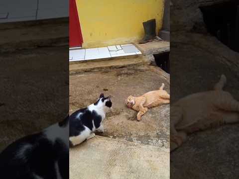 🐱vs🐱 #cat #cute #cutecat #viralcats #funny #kucingviral