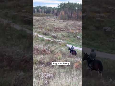 Niestety nie dogoniliśmy… #konie #horse