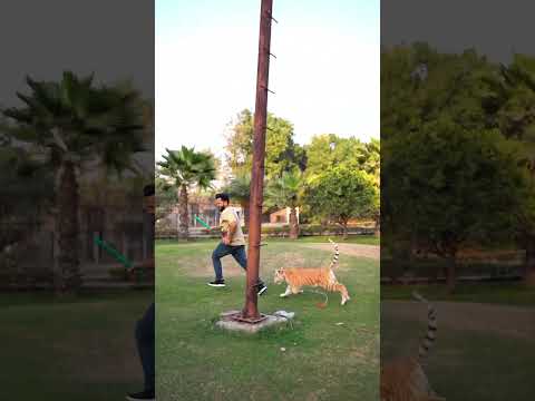 Taby Tiger Wants to Play With Me | Nouman Hassan