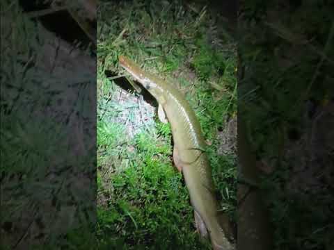 is this a hybrid alligator gar or just a regular a 