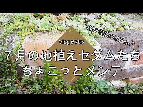 【Vlog785】【多肉植物】7月の地植えセダムたち/夏の花壇のリアル/ちょこっとメンテナンス【多肉花壇】