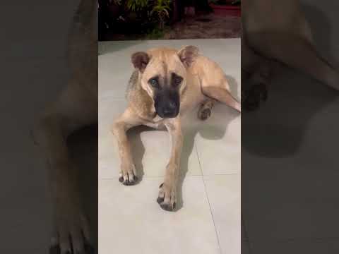 #cun yêu và cô chủ #shortvideo