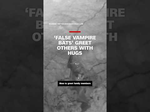 Spectral bats form 'cuddle balls' and like to hug