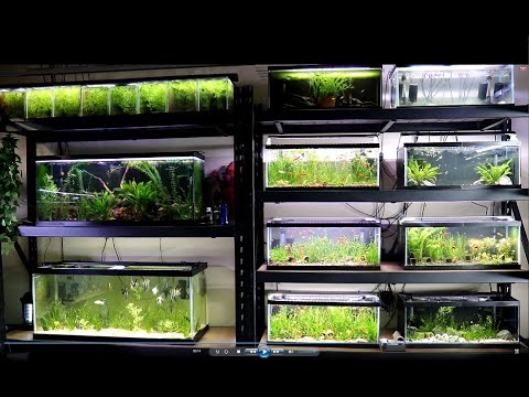 Fish Room Tour - New Setup, Over 50 Aquariums, Tho Hi there! its been close to a year since I last posted a video! The views keep racking up, I appreci