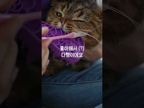 맹수의 이빨을 닦는 방법
