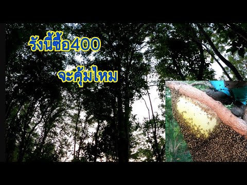 ตีผึ้งหลวง-รังนี้400บาท-จะคุ้ม ตีผึ้งหลวง-รังนี้400บาท-จะคุ้ม
