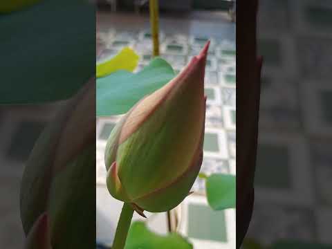 🙏🔥LoBe fiercely #. beautiful like a blooming #. lotus