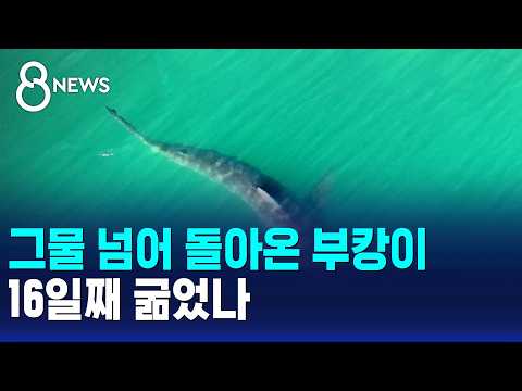 그물 넘어 돌아온 부캉이..16일째 굶었나 / SBS 8뉴스