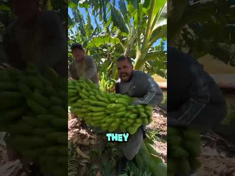 This Is Easy To Lift Bananas on Shoulders 💪