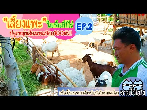 เลี้ยงแพะในพื้นที่1ไร่-ปลูกหญ้ เลี้ยงแพะในพื้นที่1ไร่-ปลูกหญ้