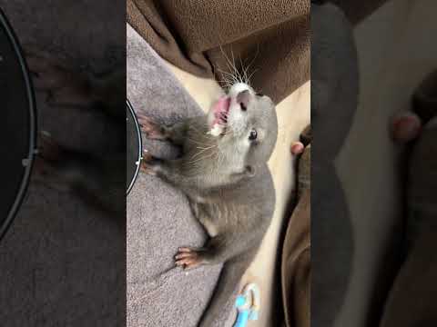 クチャラーの赤ちゃんカワウソ #shorts