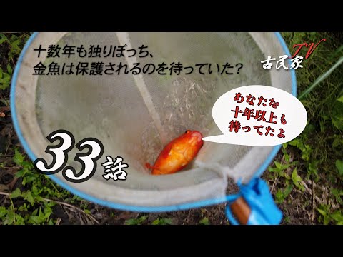 ＃33、空き家の超狭い裏池に独りぼっちで十数年放置されていた金魚をついに保護しました。「築120年、廃墟となった古民家を再生」