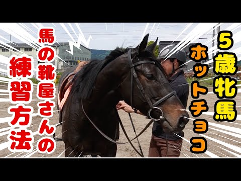 【お久しぶりです】5歳牝馬・引退競走馬の練習方法!