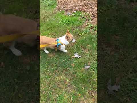 Happy Halloween everyone!!! #corgi #pets #shorts #cute #dog