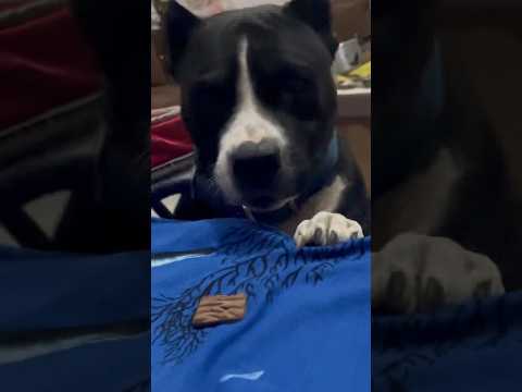 Rocky Pittbul Family dog Cute #Ferozepur#status #ytshorts #shorts #pittbul