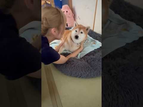 柴犬福と姉のやさしい気遣いが伝わる動画｜ほっこり癒しの柴犬ショート サムネイル