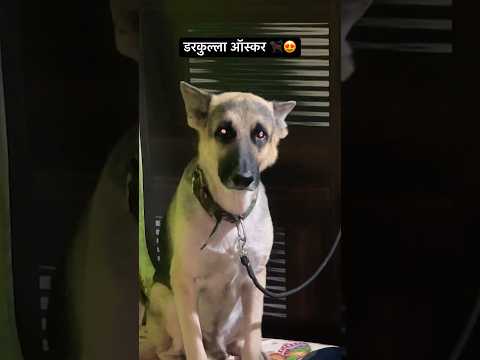 डरकुल्ला ऑस्कर 🐕🦺😍 #shorts #ytshorts #cutedogs #funnydog #animals #pets #voiceforvoiceless