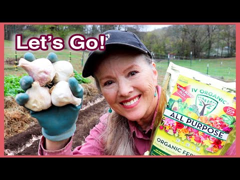 Planting Garlic in Ground | What I'm doing different this year!