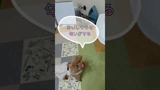 ＜保護犬 トイプードル＞月曜日のメグちゃん
