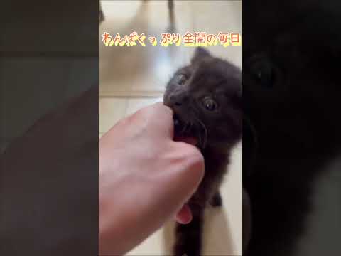 ちっちゃな怪獣しゃこ君、パワフル全開!