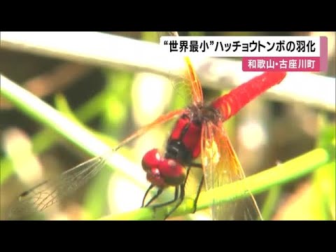 「世界最小」ハッチョウトンボの羽化始まる　体長２センチ　数が減少で町の天然記念物として保護　和歌山・古座川町