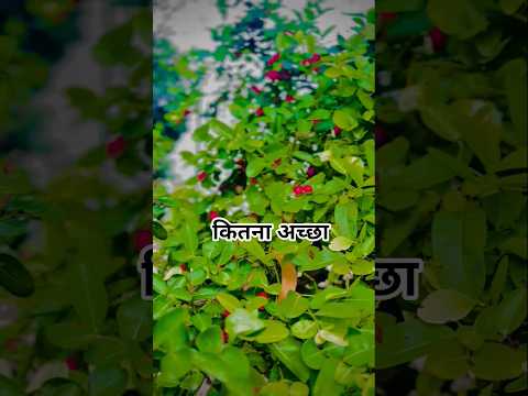 #song #coversong कितना अच्छा आम का पेड़ है😃😃😃😍🥰🥰🥰