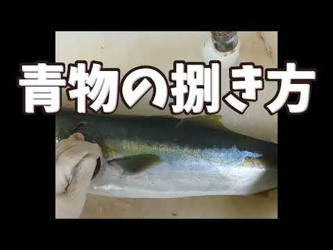 【三枚下ろし】ハマチの調理方法【魚屋】