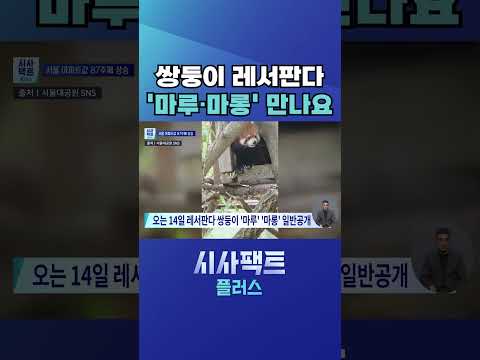 [시사팩트 <strong>플러스</strong>] 국내 첫 자연번식 쌍둥이 레서판다 '마루·마롱' 14일 첫 공개 #shorts