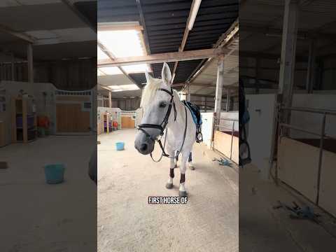 Busy morning! #equestrian #equestrianjourney #horse #horsegirl #horseenthusiast #pony #horseriding