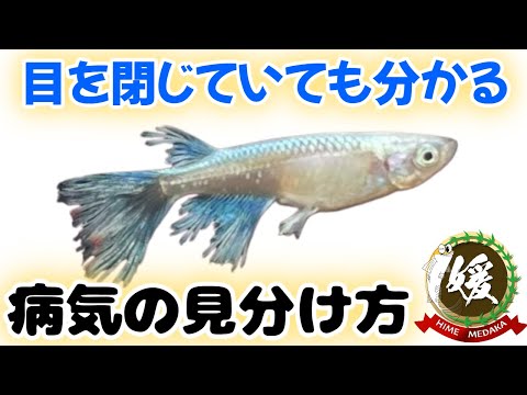 メダカの病気の見分け方～初期症状は胸鰭から＆悪臭を放つ病気のメダカ～【媛めだか】