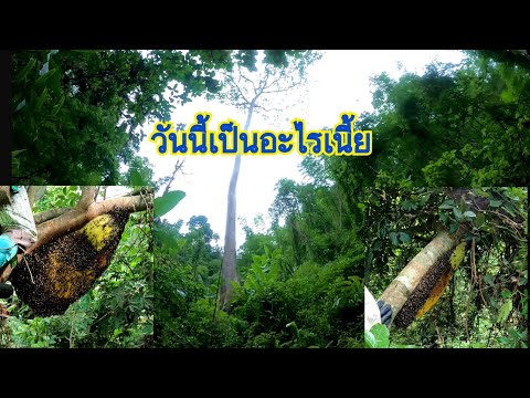 ตีผผึ้งหลวง-เจอแบบนี้ถึงกับท้อ ตีผผึ้งหลวง-เจอแบบนี้ถึงกับท้อ