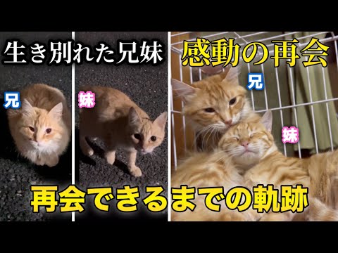 【感動】生き別れた子猫兄妹が奇跡の再会をしました