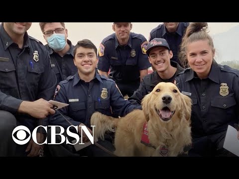 Kerith the therapy dog visits California firefighters battling wildfires